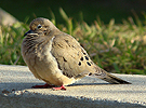 Mourning Dove