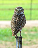 Burrowing Owl