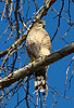 Cooper's Hawk