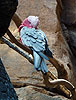 Galah