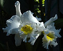 White iris