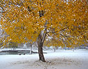 Snow in the southwest