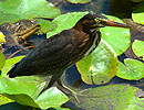 Green Heron