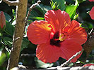 Hibiscus