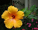 Hibiscus