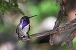 Costa's Hummingbird