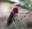 Anna's Hummingbird