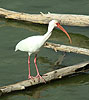 Ibis