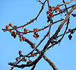 Frozen berries