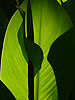 Leaf light and shadows