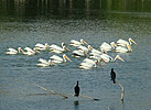 Pelicans