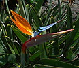 Bird of paradise