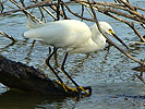 Snowy Egret