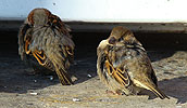 Sparrows