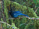 Stellars Jay