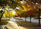 Southwest Fall trees