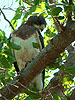 Swainson's Hawk