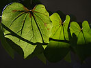 Leaf light and shadows