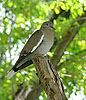 White-Winged Dove