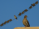 White-Winged Doves