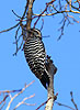 Ladderback Woodpecker