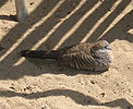 Zebra Dove